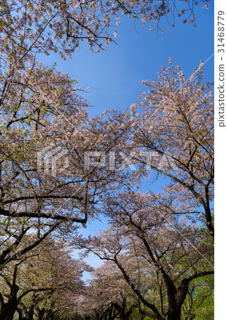 Katsuji的岩手北上展櫻花 Katsuji的岩手北上展櫻花 31468779