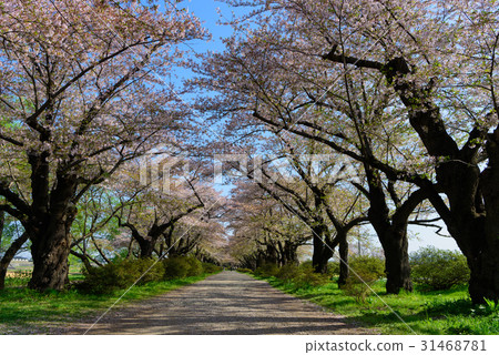 Katsuji的岩手北上展櫻花 Katsuji的岩手北上展櫻花 31468781