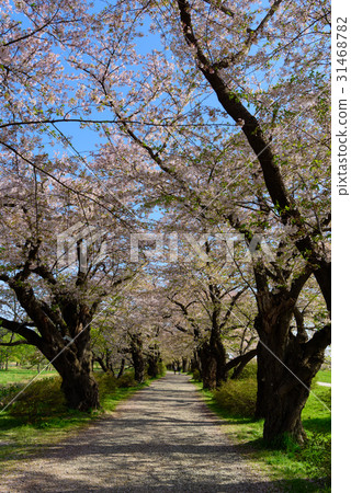 Katsuji的岩手北上展櫻花 Katsuji的岩手北上展櫻花 31468782