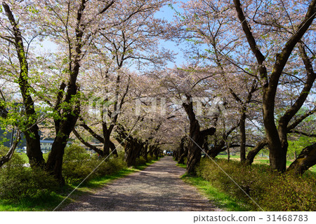 Iwate Kitakami Exhibition Cherry Blossoms in Katsuji 31468783