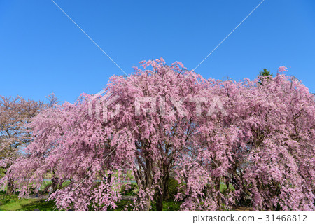 Iwate Kitakami Exhibition Sakura Shitarezakura at Katsuji 31468812