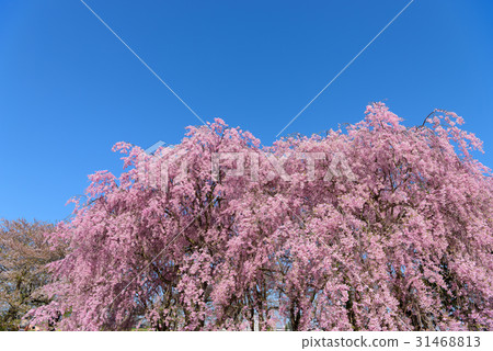 Iwate Kitakami Exhibition Sakura Shitarezakura at Katsuji 31468813