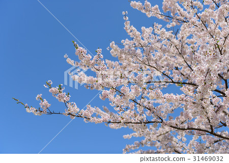 櫻花盛開 櫻花盛開 31469032