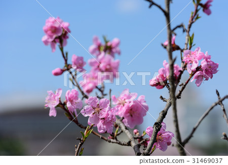 櫻花盛開 櫻花盛開 31469037