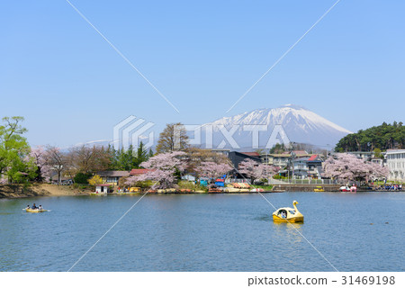 Iwateyama of Takamatsu Park of Iwate Morioka Spring 31469198