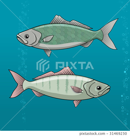 Common Dace. Vector illustration 31469230