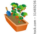 Gardening, Mini Tomato Cultivation, Petit Tomato 31469236
