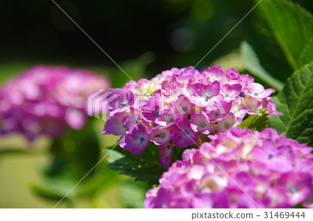 繡球花 31469444