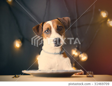 dog at the table 31469709