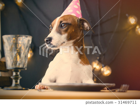 dog in Birthday hat 31469711
