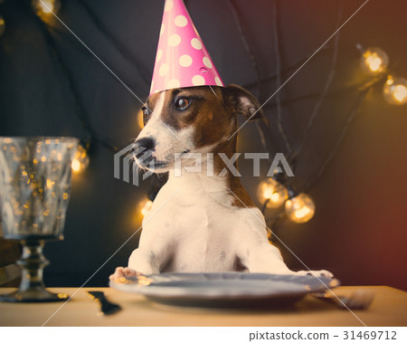 dog in Birthday hat 31469712