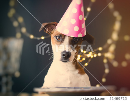 dog in Birthday hat 31469713