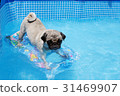 Surfing of pugs 31469907
