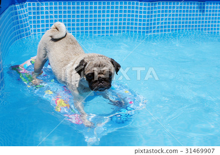 衝浪的哈巴狗 31469907