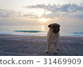 Asahi and Pug on Niijima 31469909