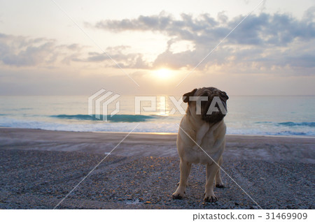 Asahi and Pug on Niijima Asahi and Pug on Niijima 31469909