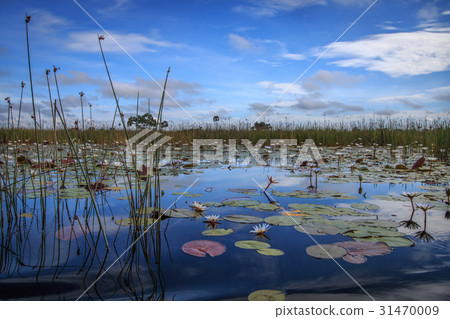 Picture of the landscape in the Okavango delta. 31470009