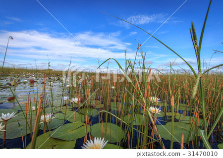 Picture of the landscape in the Okavango delta. 31470010