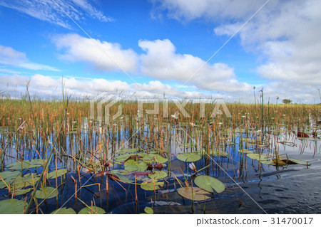 Picture of the landscape in the Okavango delta. 31470017