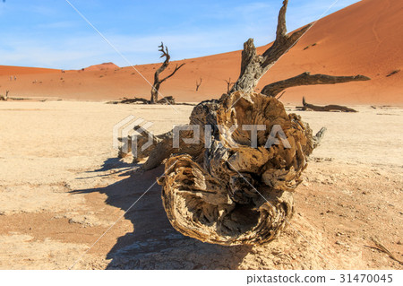 Dead tree in the Sossusvlei desert. Dead tree in the Sossusvlei desert. 31470045