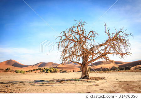 Dead tree in the Sossusvlei desert. Dead tree in the Sossusvlei desert. 31470056