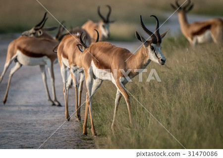 Springbok standing on the road. 31470086