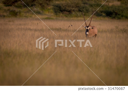 Gemsbok standing in the grass. Gemsbok standing in the grass. 31470087