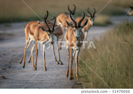 Springbok standing on the road. 31470088