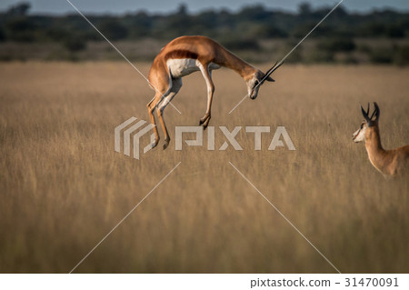 Springbok pronking in the high grass. 31470091