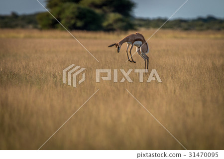 Springbok pronking in the high grass. Springbok pronking in the high grass. 31470095