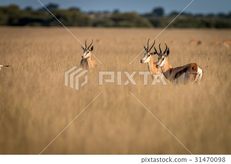 Herd of Springboks standing in the high grass. 31470098