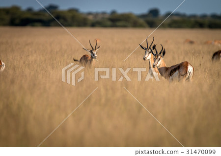 Herd of Springboks standing in the high grass. 31470099