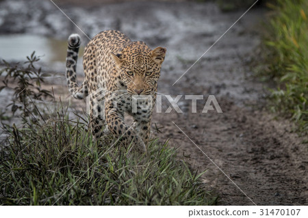 Leopard walking towards the camera. 31470107