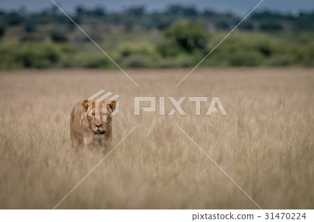 Lion standing in the high grass. Lion standing in the high grass. 31470224