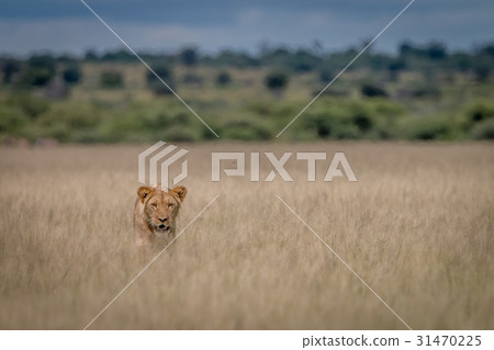 Lion standing in the high grass. Lion standing in the high grass. 31470225
