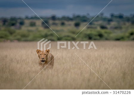 Lion standing in the high grass. Lion standing in the high grass. 31470226