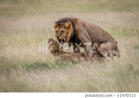 Lion couple mating in the high grass. 31470313
