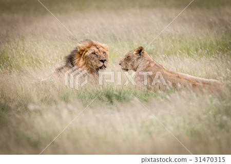Lion mating couple laying in the high grass. Lion mating couple laying in the high grass. 31470315