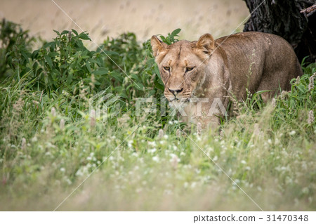 Lion walking towards the camera in the high grass. Lion walking towards the camera in the high grass. 31470348
