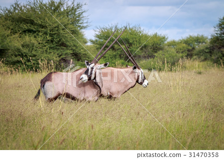 Two Gemsboks standing in the grass and bonding. 31470358