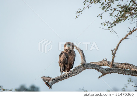 Juvenile Bateleur sitting on a branch. Juvenile Bateleur sitting on a branch. 31470360