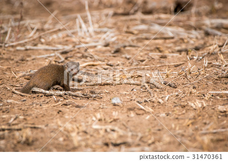 Dwarf mongoose walking in the sand. Dwarf mongoose walking in the sand. 31470361