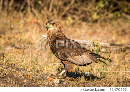 Juvenile Bateleur standing in the grass. 31470362