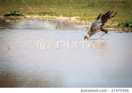 Secretary bird drinking from a water pool. Secretary bird drinking from a water pool. 31470366