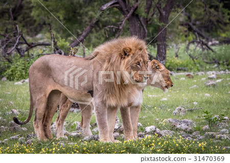 Lion mating couple standing in the grass. Lion mating couple standing in the grass. 31470369