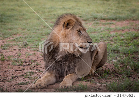 Big male Lion laying in the grass. 31470625