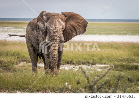 Big Elephant bull walking towards the camera. Big Elephant bull walking towards the camera. 31470633