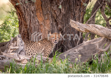 Cheetah standing under a tree in Kgalagadi. Cheetah standing under a tree in Kgalagadi. 31470646