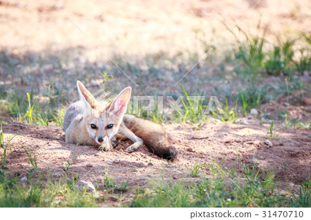 Cape fox laying in the sand in Kgalagadi. 31470710