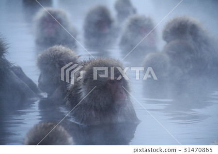 Jigokudani hot spring monkey 31470865